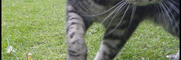 stivevans Profile Banner