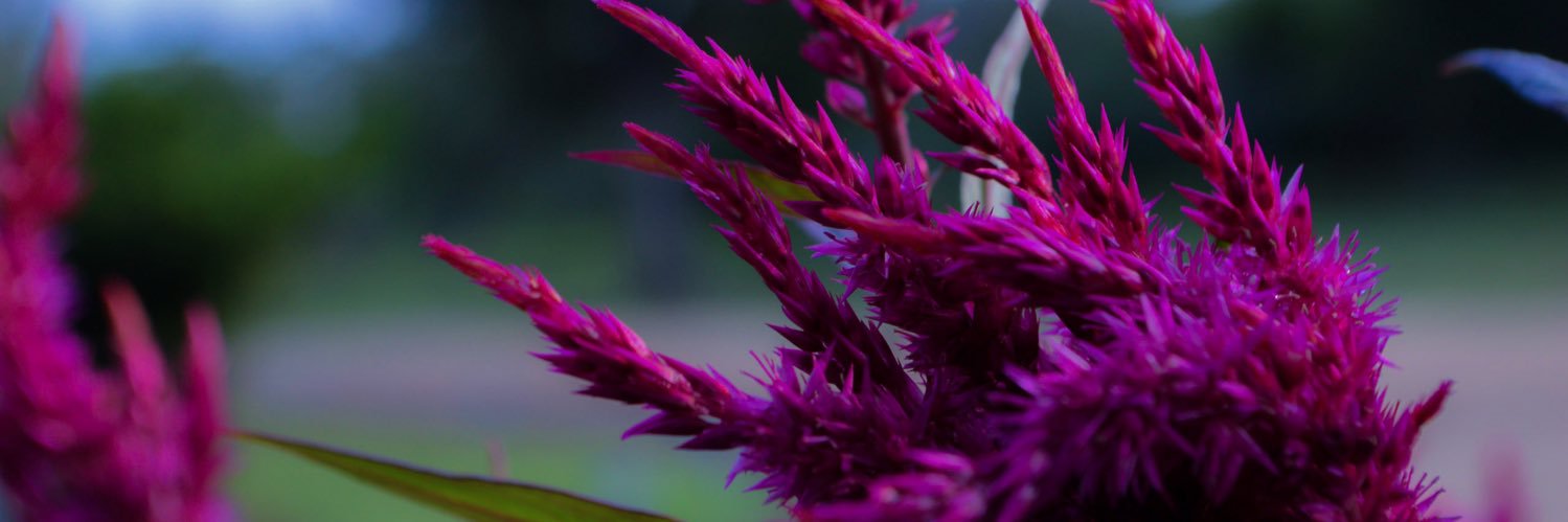 DuckSkin_'s profile banner image