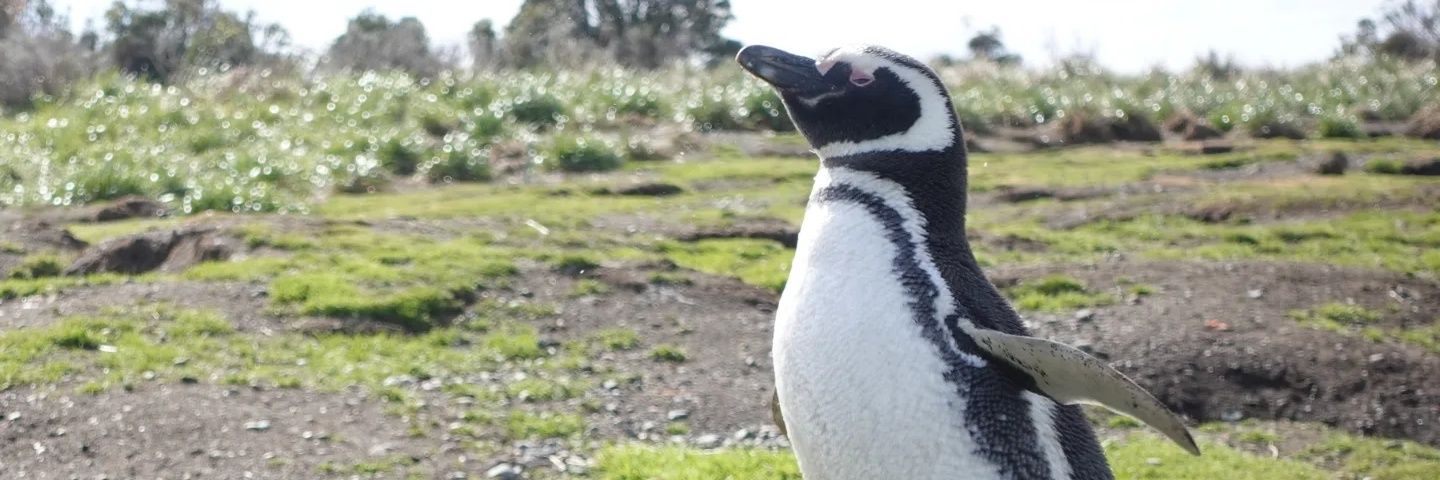 Justine Vignat banner