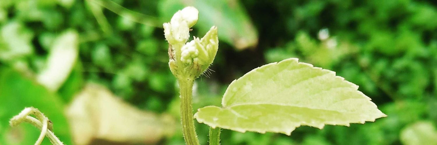 GulamRa52162480's profile banner image