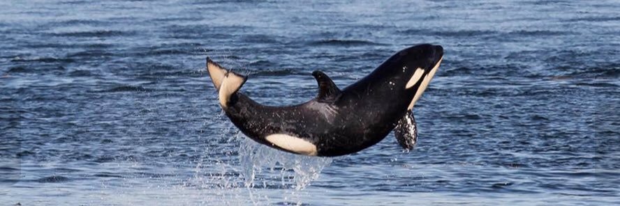 Mater Sammich 🍅 banner