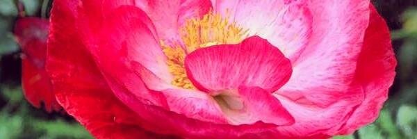 meltlily's profile banner image