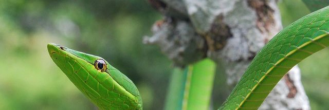 SnakeSector's profile banner image