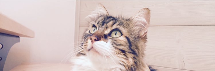 rooomanep's profile banner image