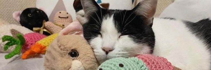 🐈‍⬛ banner