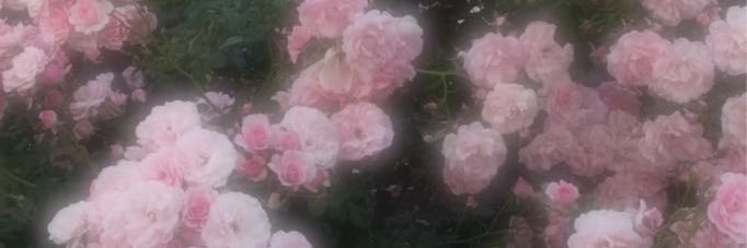 a ♥自己紹介欄確認お願いします♥ banner