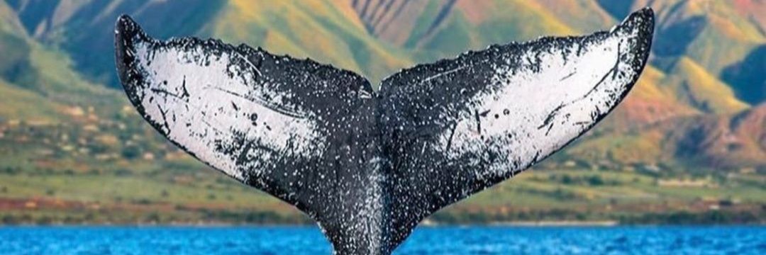 oskitarferro's profile banner image