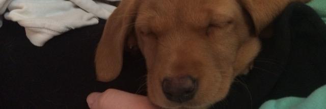 the_tdog's profile banner image