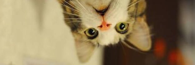giselacongdecat's profile banner image