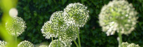 C_Denoyelle Profile Banner