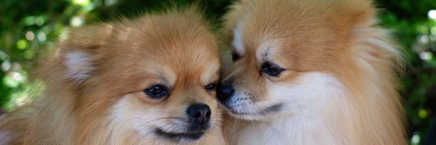 inari_715's profile banner image