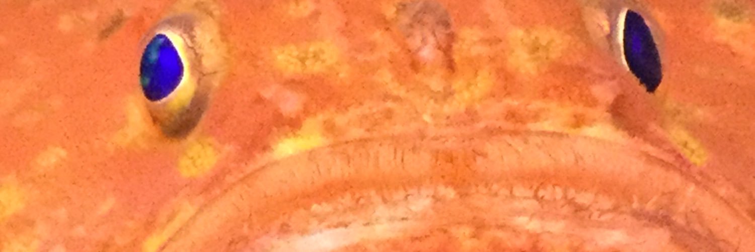 giantlsopod's profile banner image