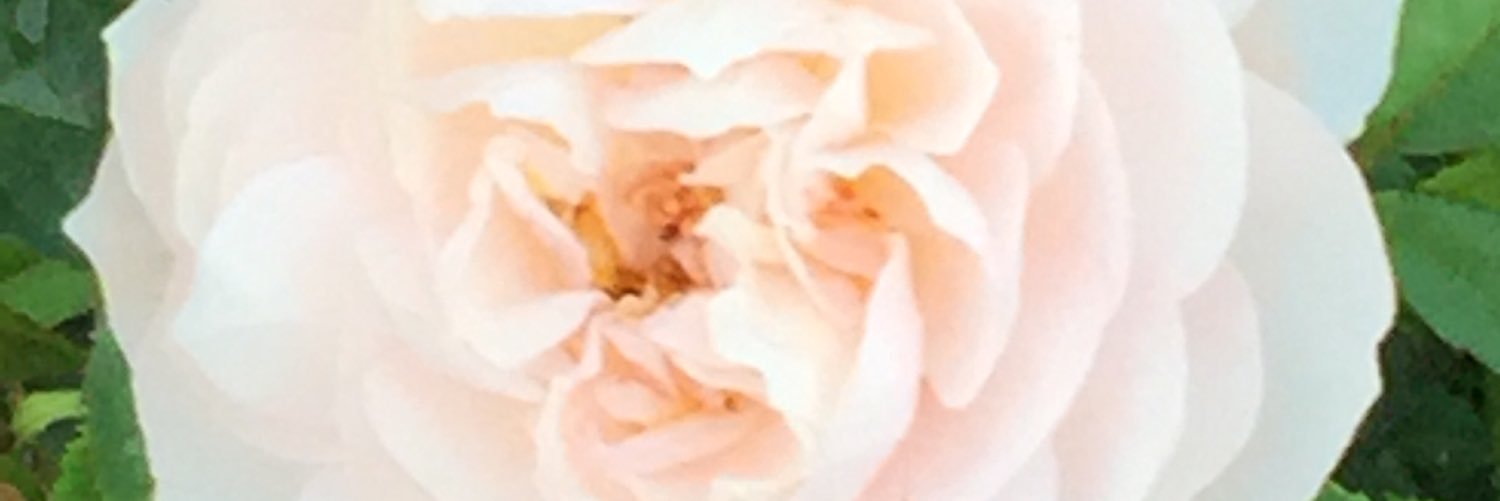 Kat2765's profile banner image