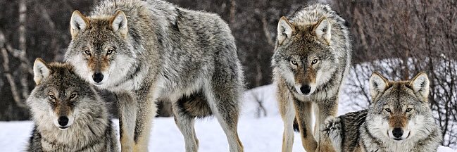 hunalp06's profile banner image
