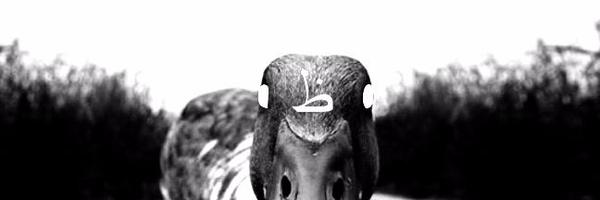 DuckWear Profile Banner