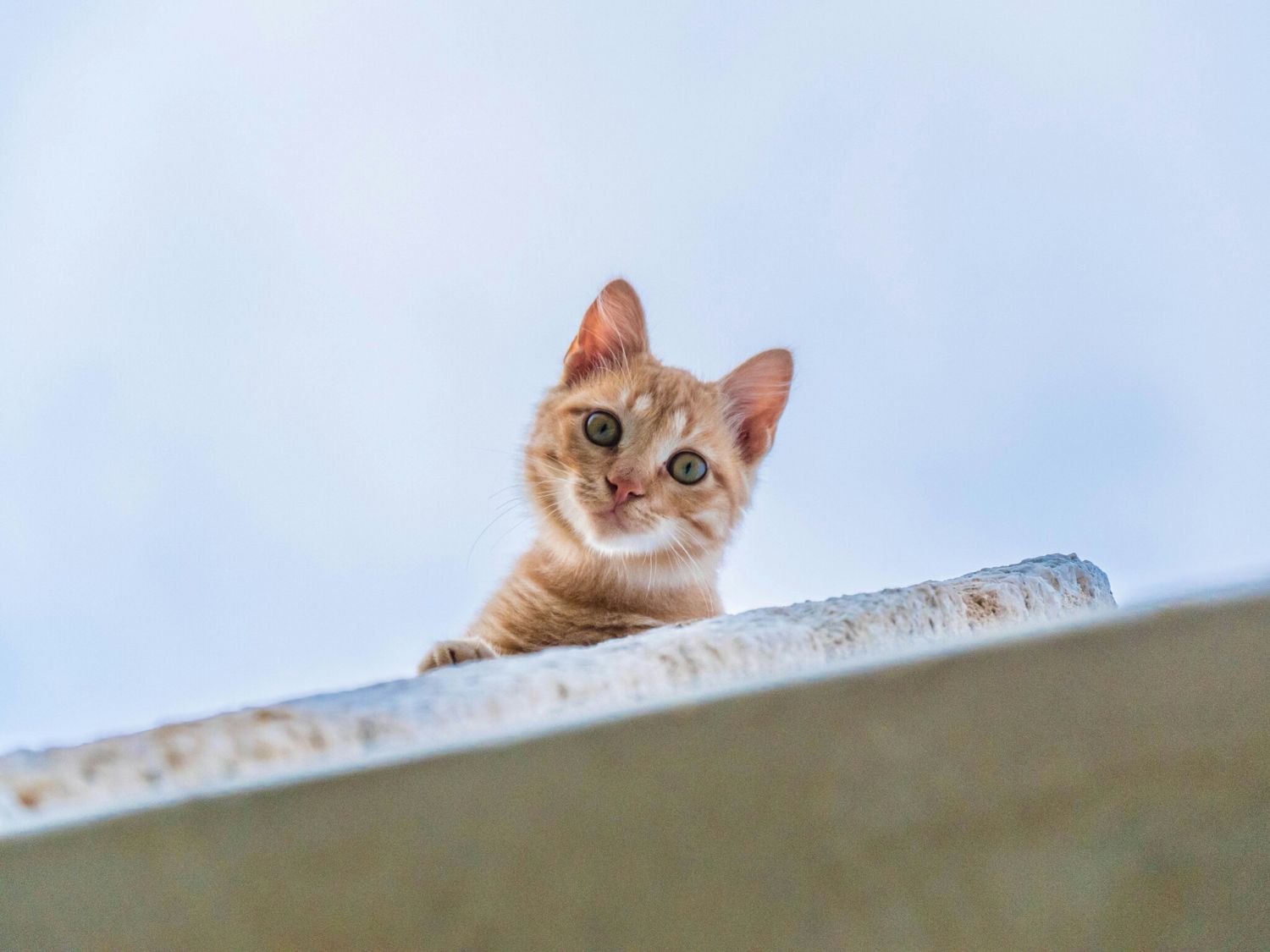 Farhangraphy's profile banner image