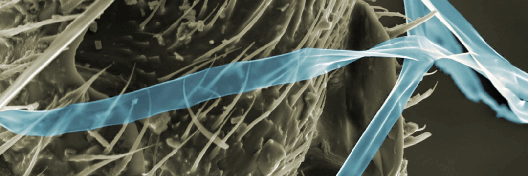 Hannes C. Schniepp banner