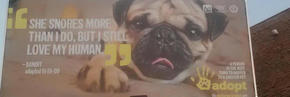 RazaPug's profile banner image