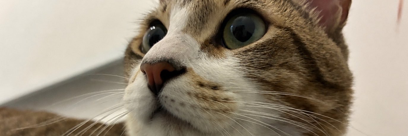 selliiz's profile banner image