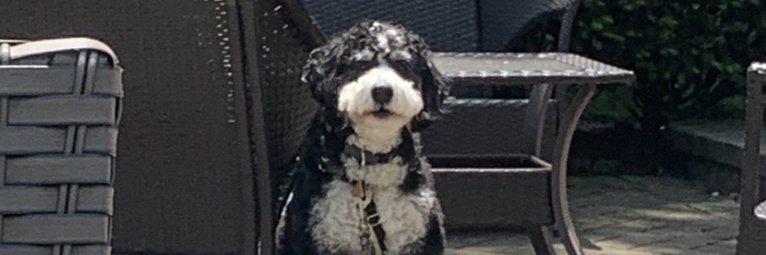 Ethan Wolf 🇺🇸 banner