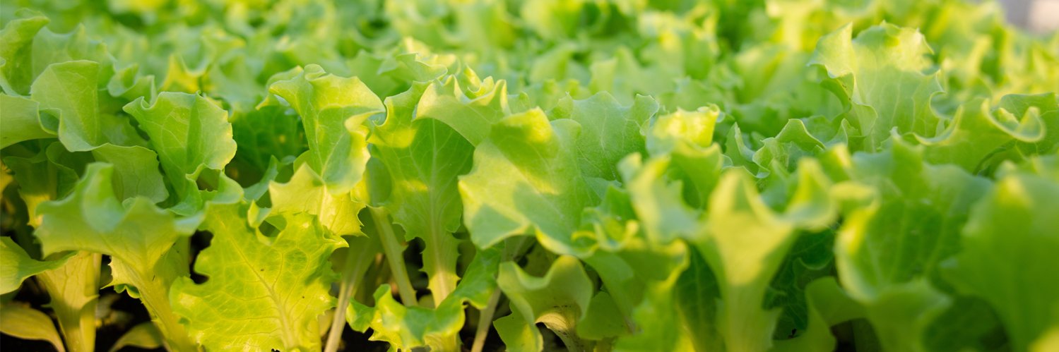 DWTFoodBev's profile banner image