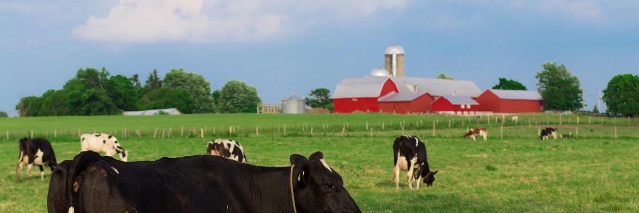 AgrimomQc's profile banner image