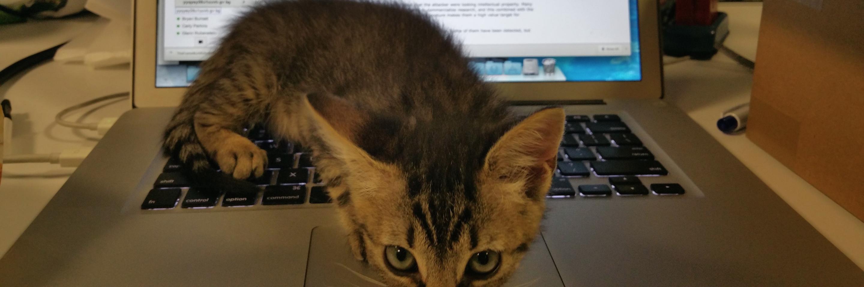KittenVenom's profile banner image