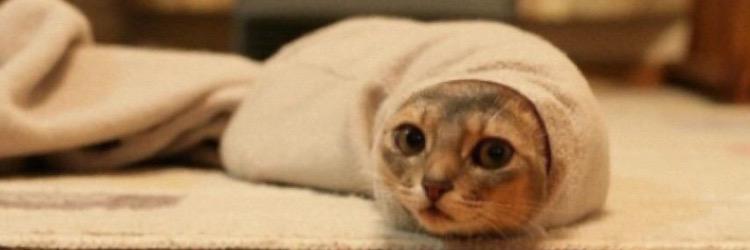 癒しのねこ画像 banner