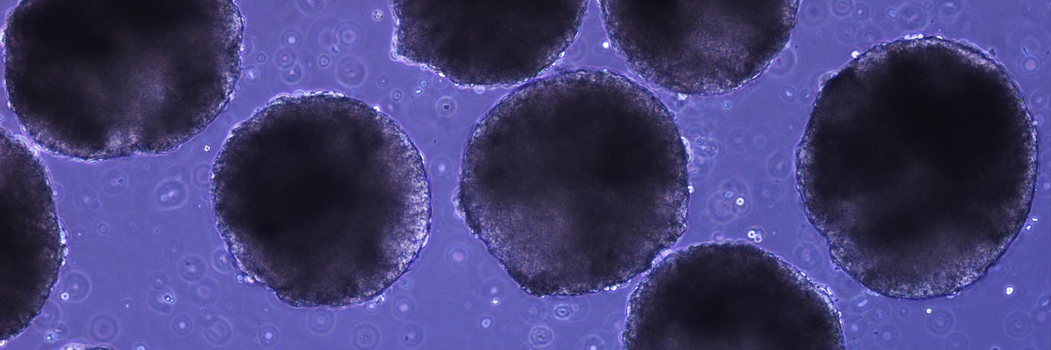 StemCellEng banner