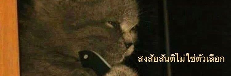 ขอเป็นแมวแล้วกัน banner