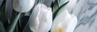 pokarinkoo's profile banner image