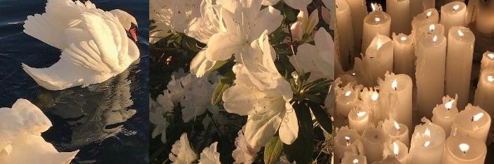 (•˕ •マ.ᐟ banner