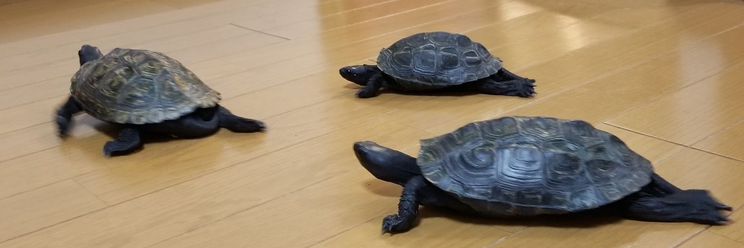 みどきみこみおきにふみ(ミドリきみどりこみどりおきにふかみどり)🐢🐢🐢🐢🐢 banner