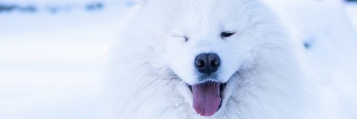 Coldspirit_'s profile banner image