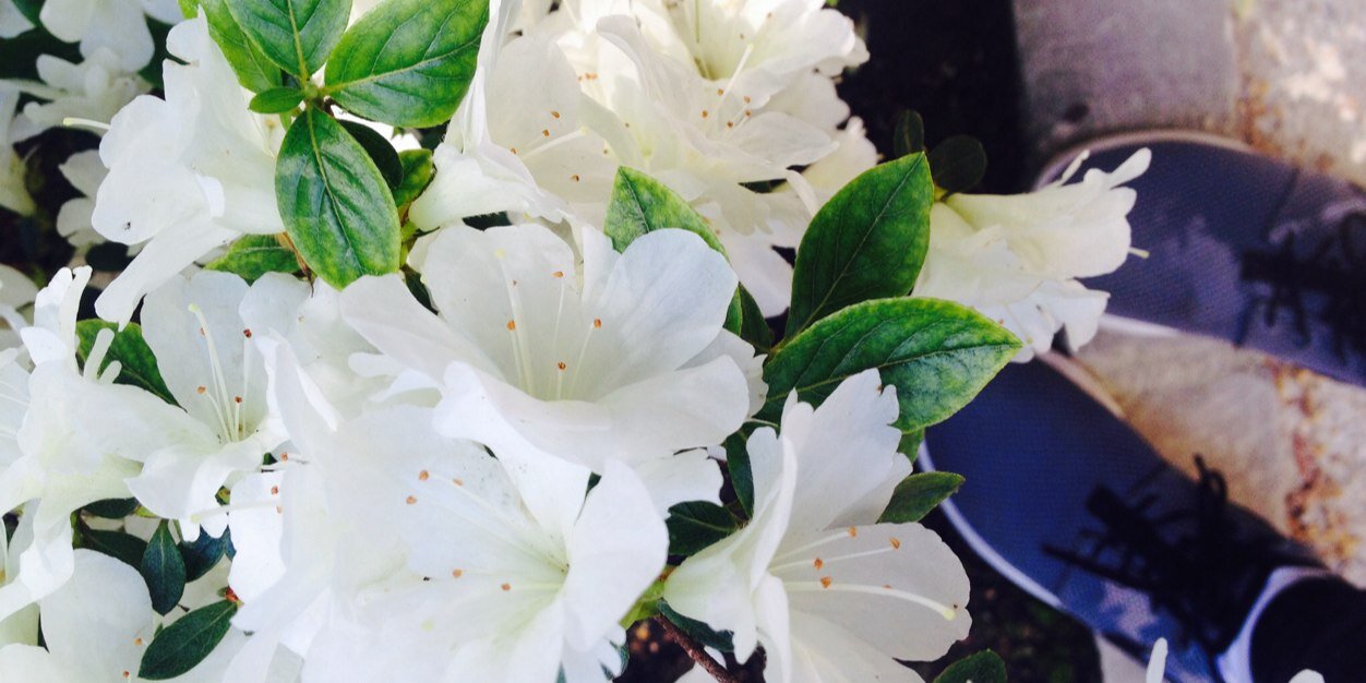 LisavanderSluis's profile banner image
