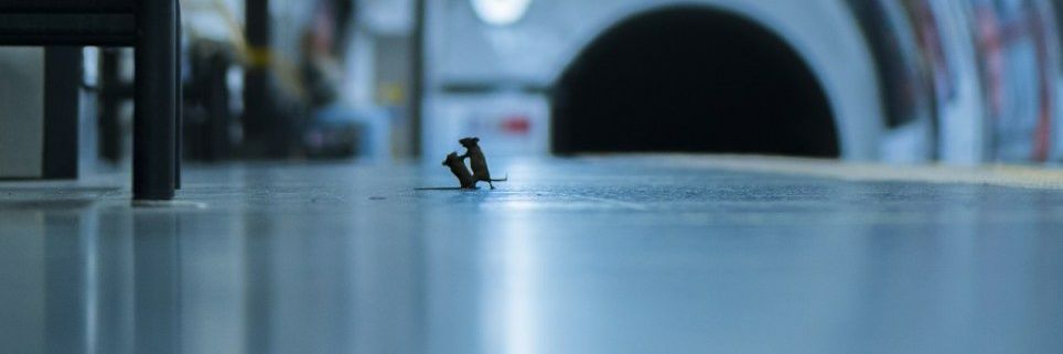 JZombiex26's profile banner image