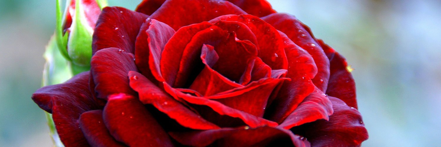 CCasen's profile banner image