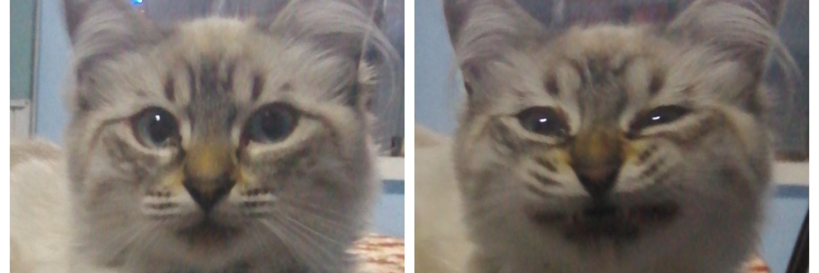 Xochitl MarZer banner