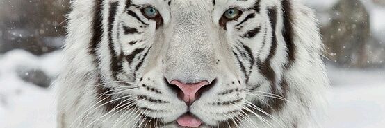 syariefprodject's profile banner image