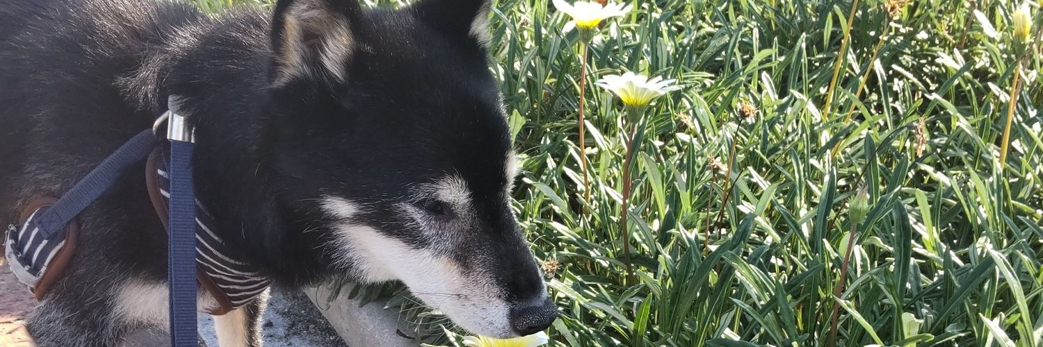 SeedPampkin's profile banner image