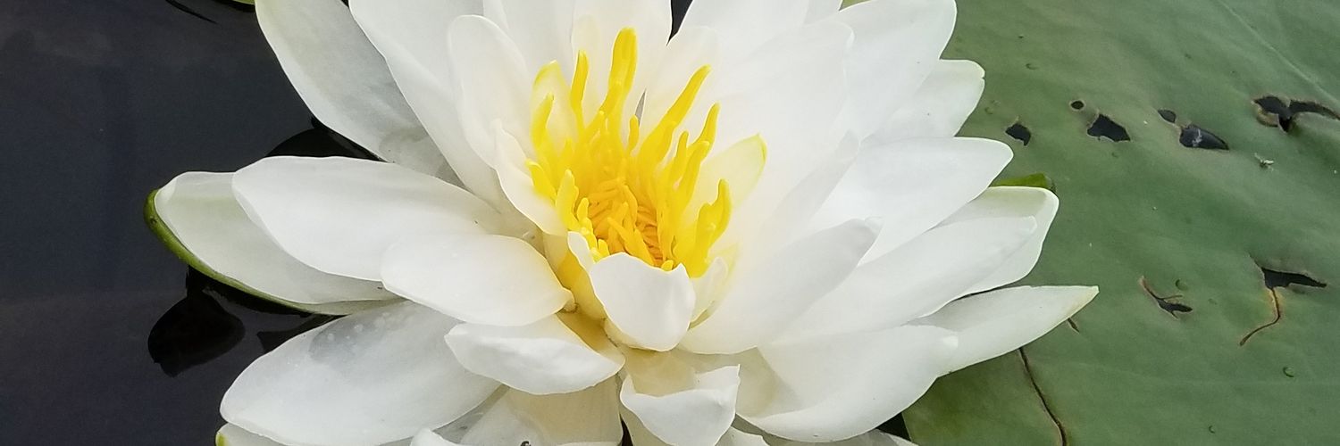 marissa446's profile banner image