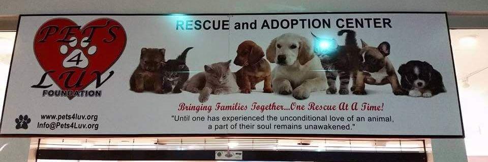 Pets_4_Luv's profile banner image
