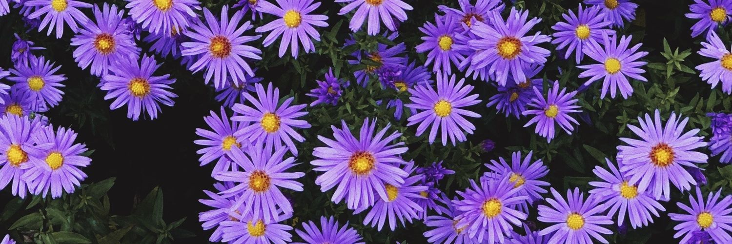 CandeEncina's profile banner image
