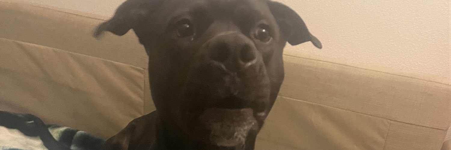 el licenciado banner