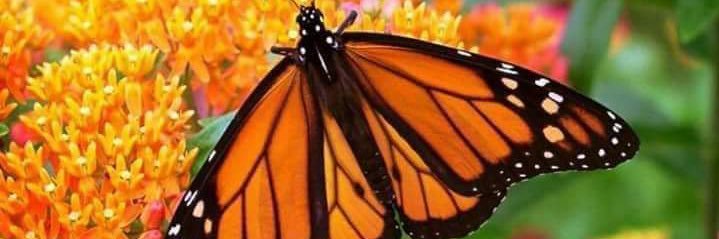 Pamela Cherry banner