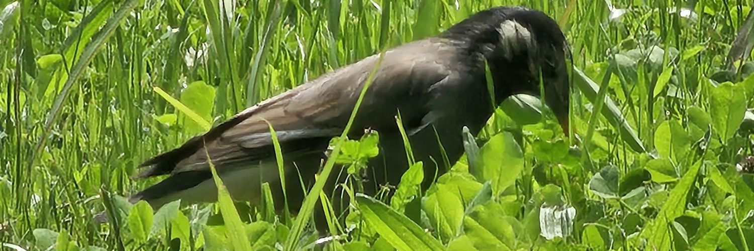 DusBla's profile banner image