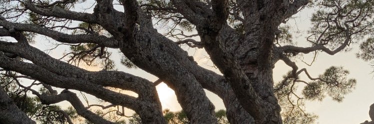 afusieto's profile banner image