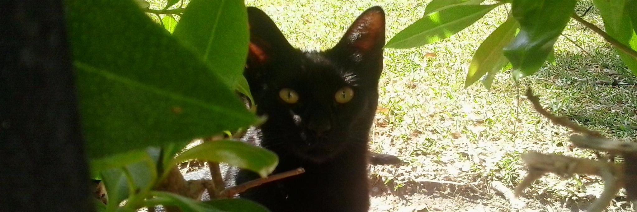 Gato_Merlin's profile banner image