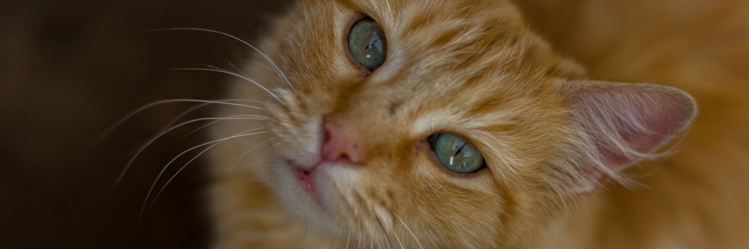 Denissefeeeeer's profile banner image