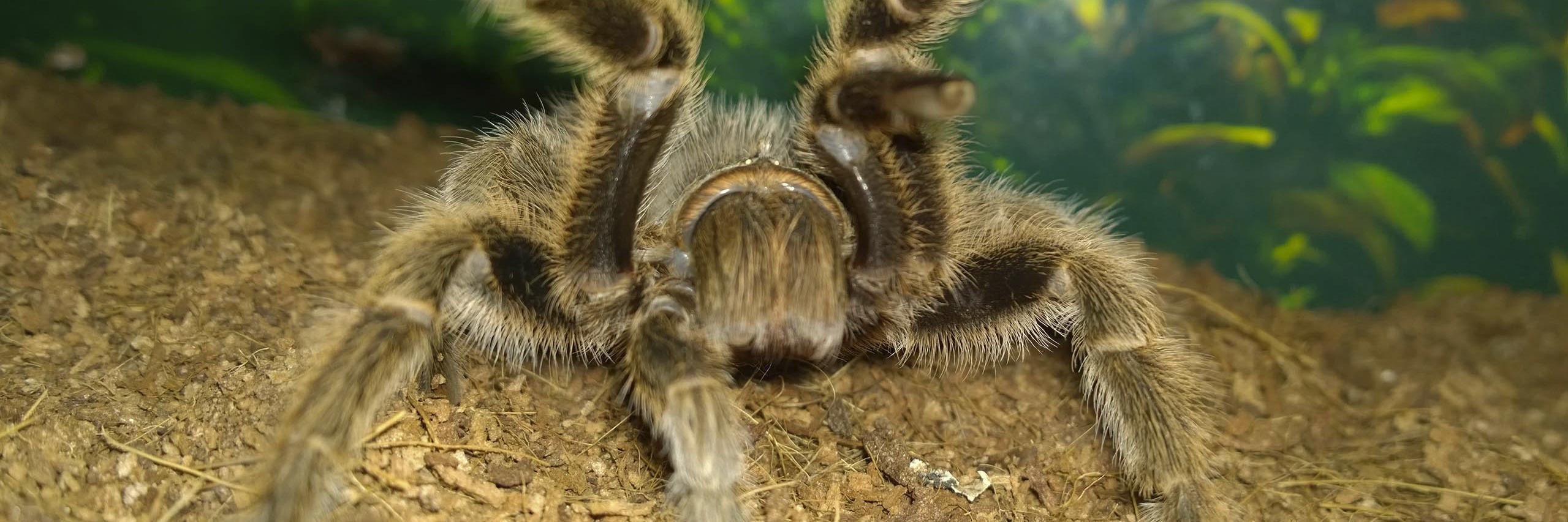 LoveTarantulas's profile banner image